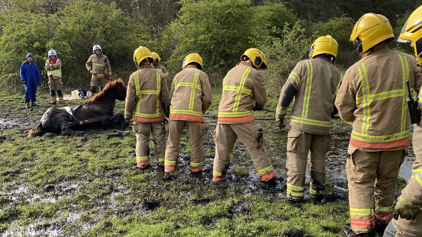 Horse-rescue-3.jpeg