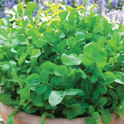 Garden Tangy Arugula Seeds