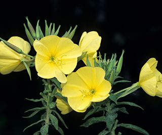 Evening Primrose, Oenothera biennis