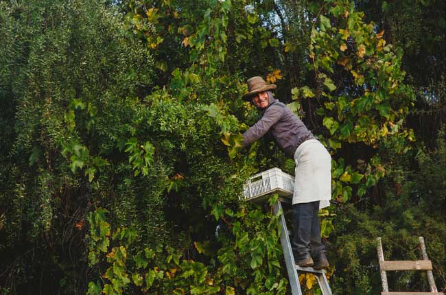 Unusual red grape varieties