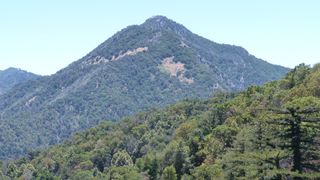 photo of a forested mountain peak under blue skies