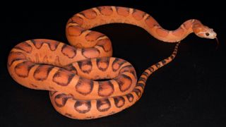 A corn snake