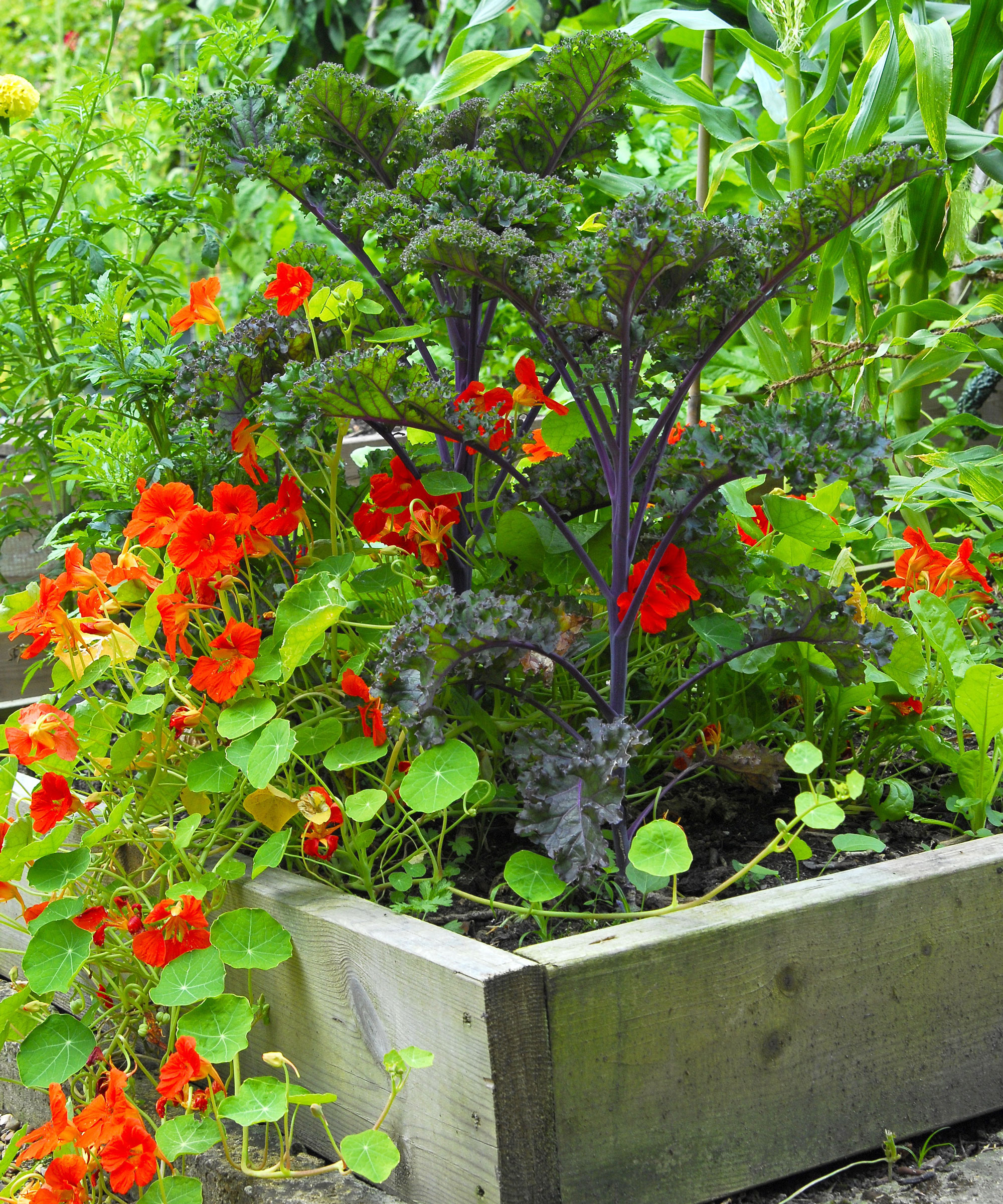 orange flowered nasturtiums growing in raised beds with brassicas like kale and cabbage