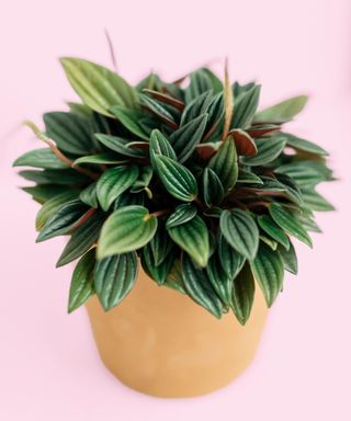 Peperomia rosso potted houseplant isolated on pink background