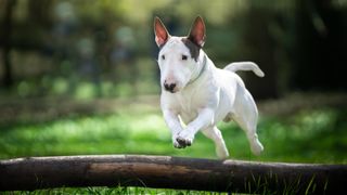 bull terrier jumping over a log