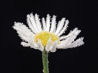 Frosty Daisy Macro Stack: 38 image macro stack taken on a tripod during a frosty day last November. The stacking was completed using Helicon Focus and then some minor adjustments were made in Lightroom.