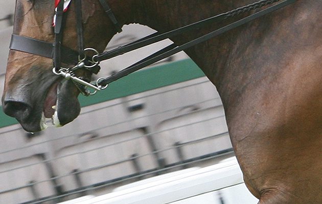 1796 &amp;ndash; Champion ridden hunter - Oathill Take The Biscuit &amp;ndash; Miss Dawn Weston