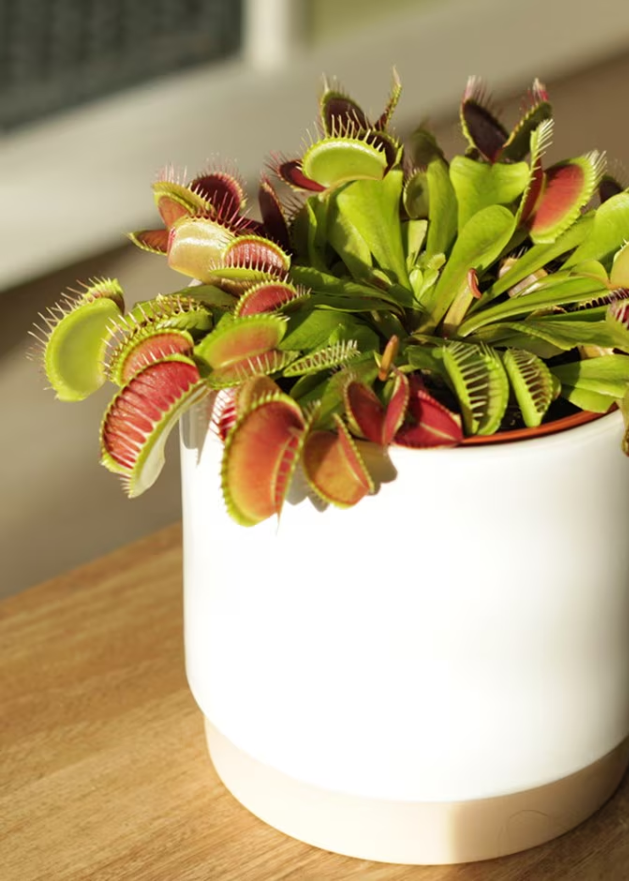A close-up of a Venus flytrap plant in a white pot on top of a table