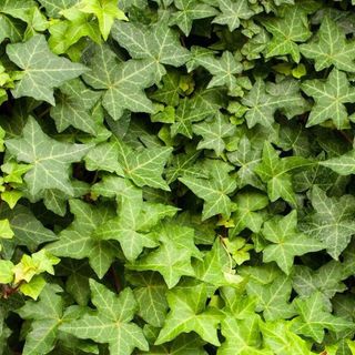  Live climbing evergreen Ivy cuttings