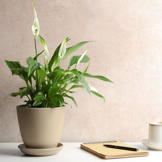 peace lilies with diary and pen