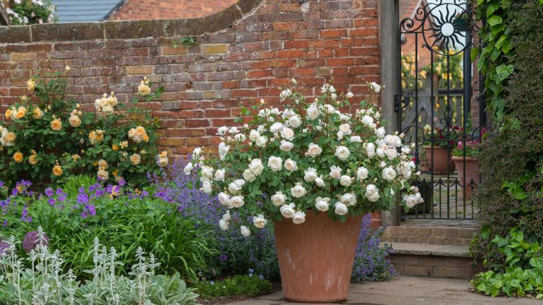 roses in a pot and climbing up a wall in a traditional garden