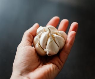 A hand holding a garlic bulb with the cloves open