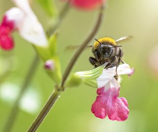 Salvia flower in red and white with a pollinator feeding