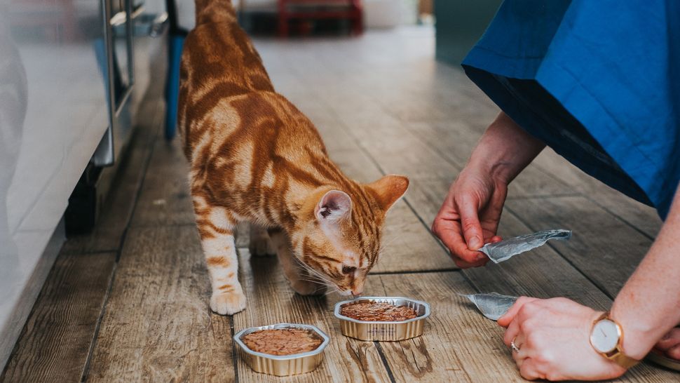 Cat won't eat wet food A vet's guide to feeding a fussy feline PetsRadar