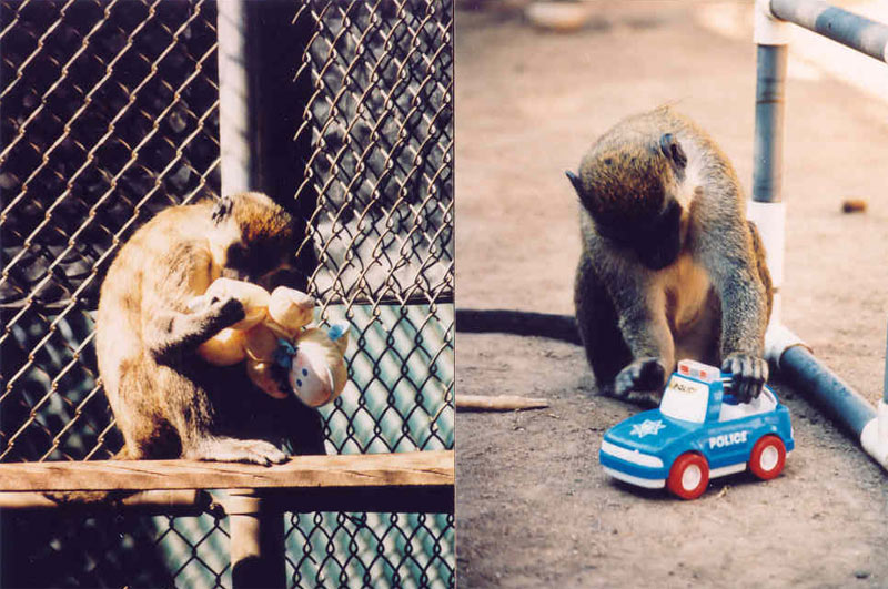 vervet monkeys