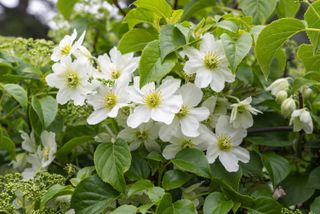 A shrub of white flowering clematis