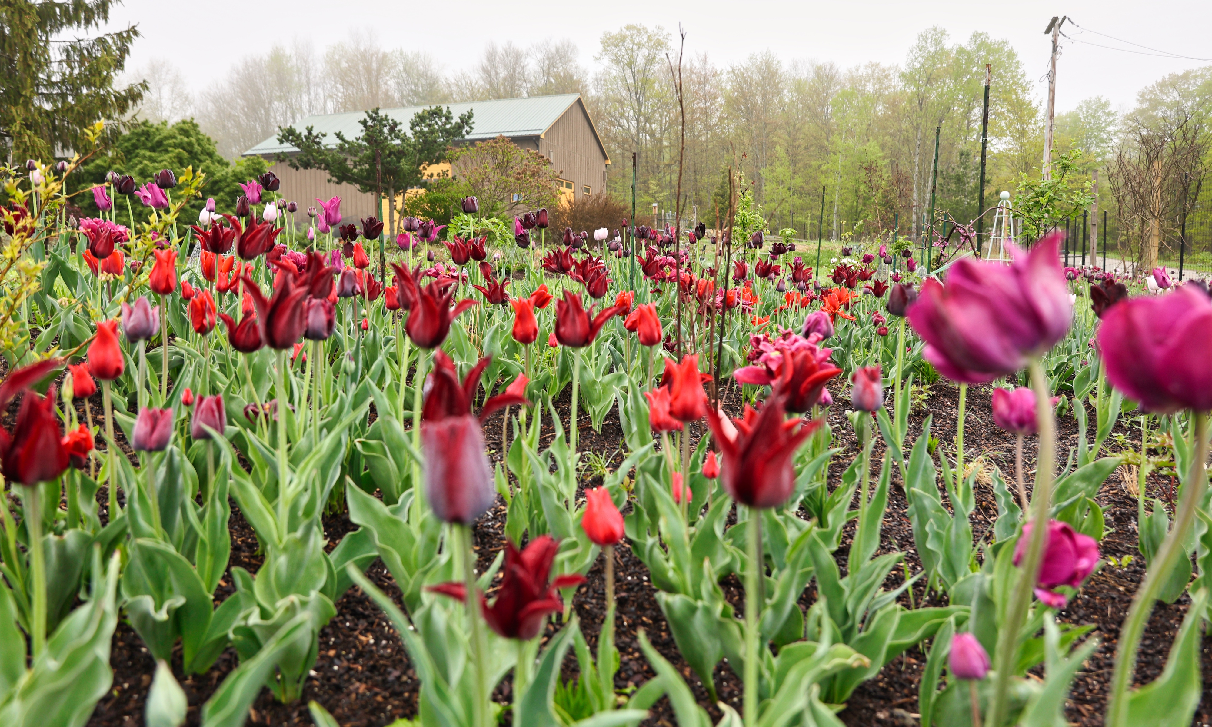 Flock Finger Lakes tulip lawn