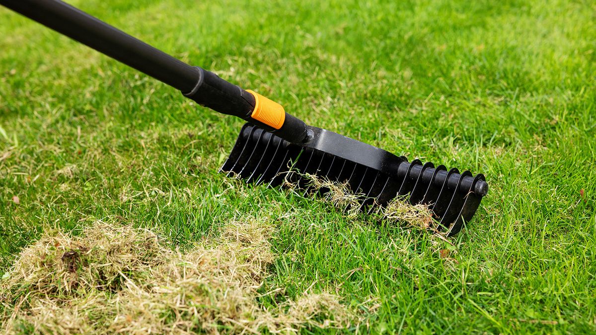 scarifying lawn with scarifier rake