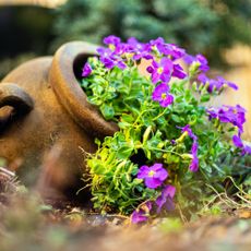 Flowers spilling from a Terracotta pot