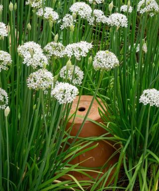 A collection of dark green chives with white flower heads with a gardening pot in the middle of them