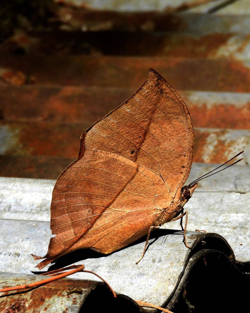 indian-oakleaf-or-dead-leaf-dscn2192-11-1556647401-5XT1-column-width-inline
