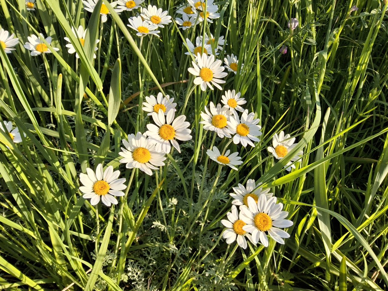 Wild daisies