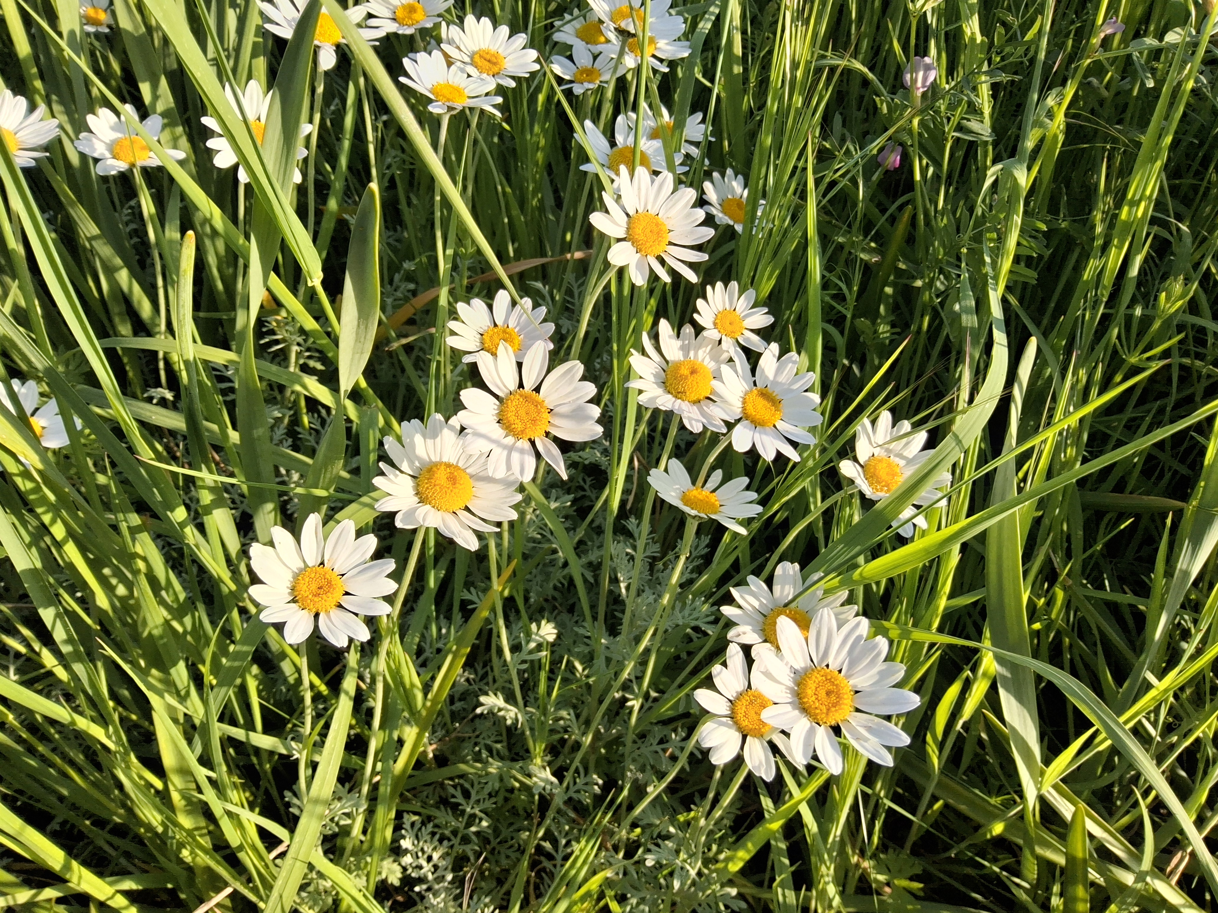 Wild daisies