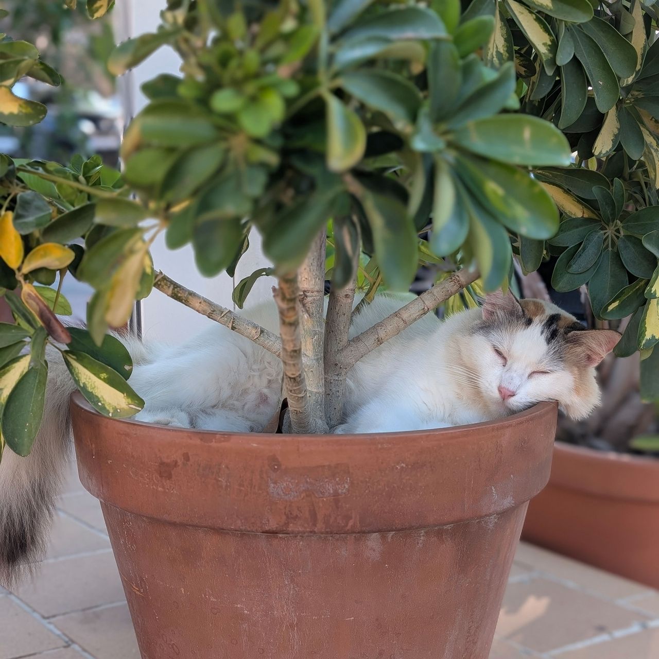 Fluffy white cat curled up in terracotta plant pot