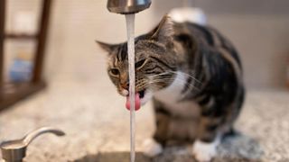 Cat drinking from faucet