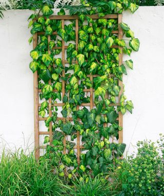 Persian ivy (Hedera colchica) growing up trellis in garden