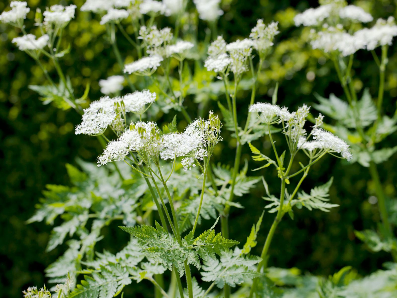 7 Best Plants for a Forest Garden — Add a Beautiful, Semi-Wild Feel ...