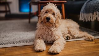 Goldendoodle relaxing on living room rug