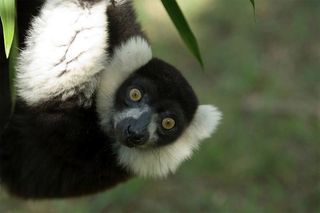 This is a black-and-white ruffed lemur (Varecia variegata). More than 90 percent of all lemur species are threatened with extinction or worse due to habitat destruction and hunting. 