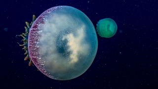 Cannonball jellyfish