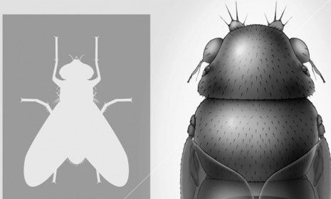 The tiny brain-eating phorid fly Euryplatea nanaknihali is able to rest comfortably on the eye of the average house fly, which is pictured here.