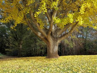 A ginkgo tree loses its yellow leaves in autumn