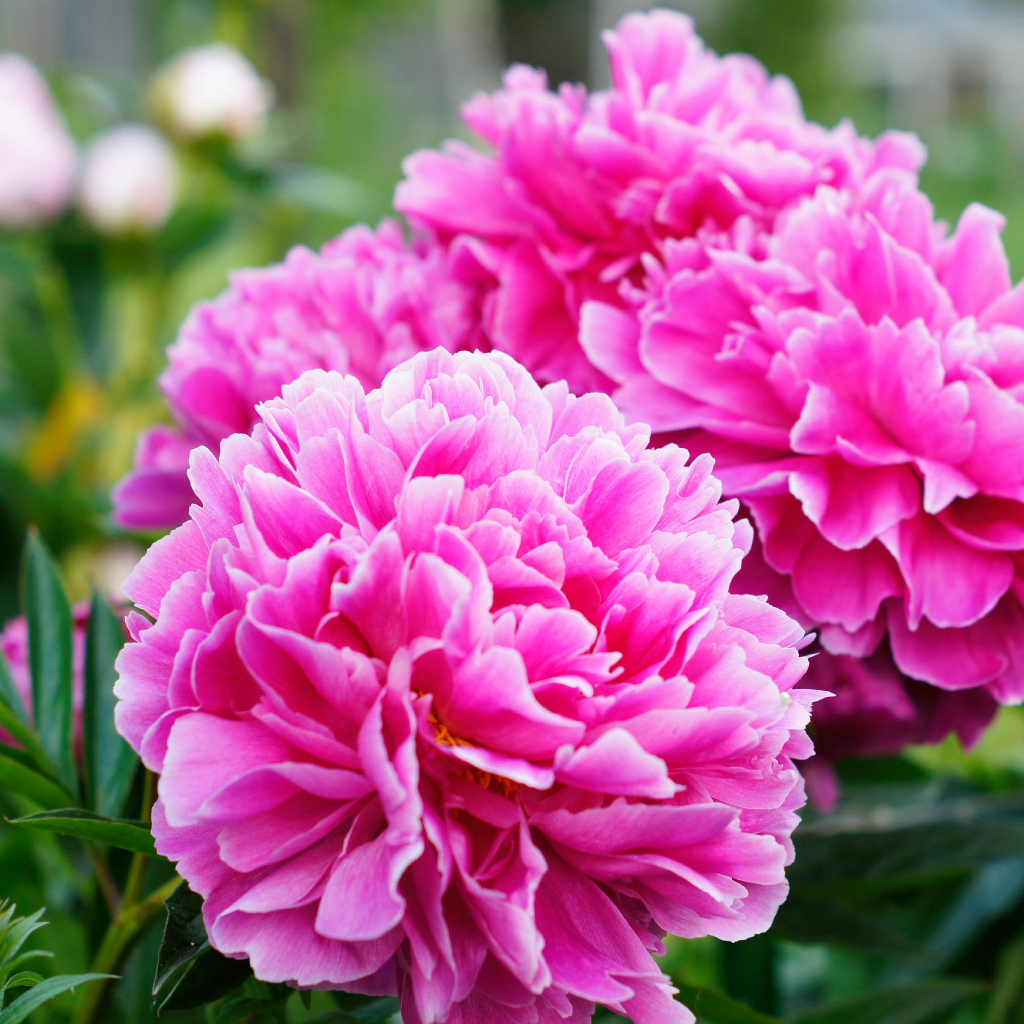 Bright pink peony flowers