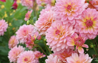 Dahlia seeds, $6.99 for 300, Amazon