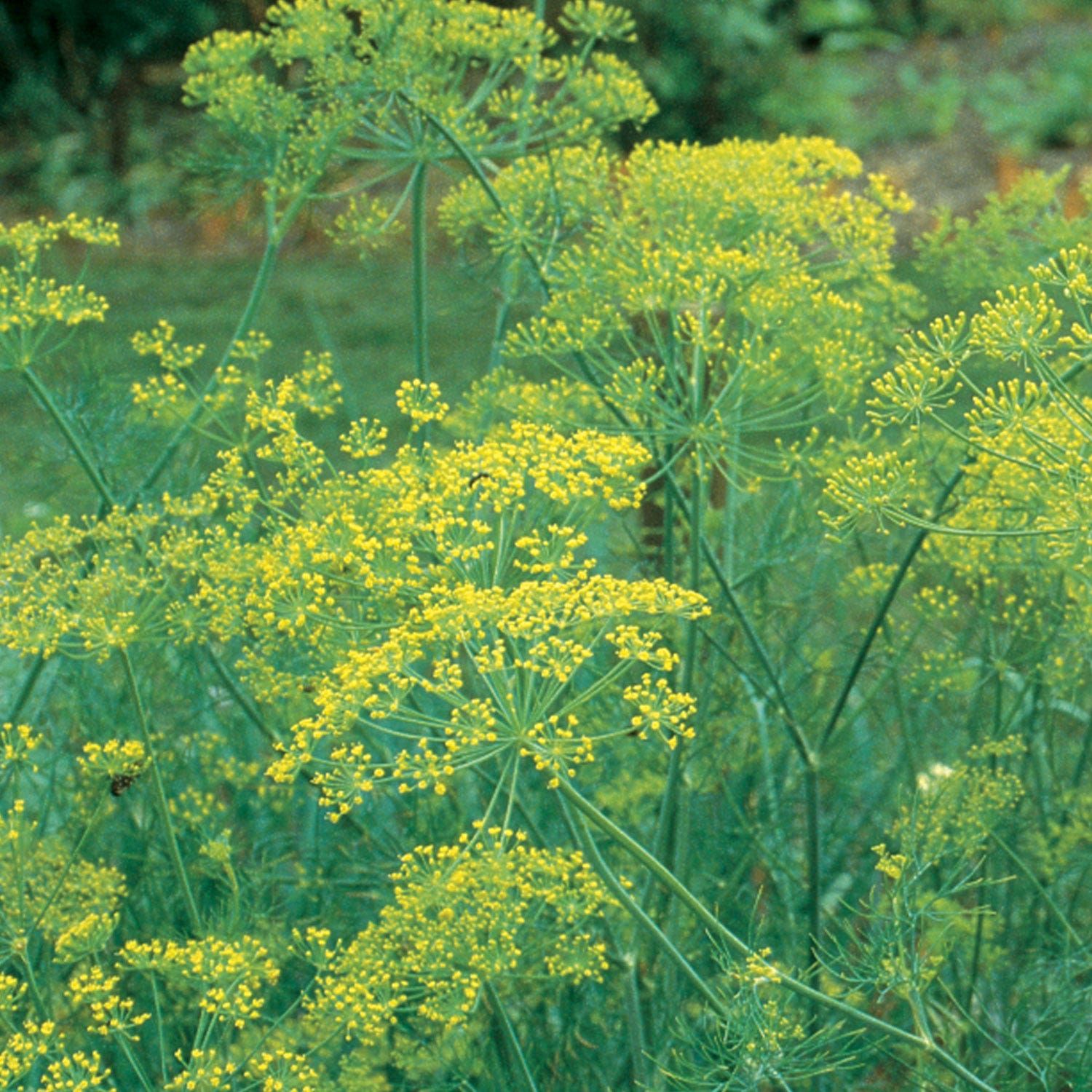 Mammoth Dill Seeds & Plant