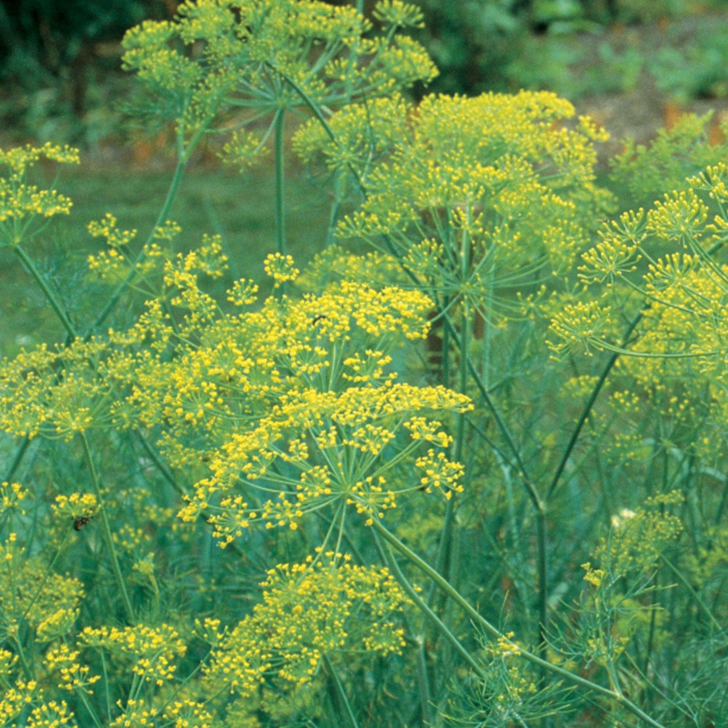 Mammoth Dill Seeds &amp;amp; Plant