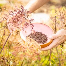 hands harvesting seeds from dill plants