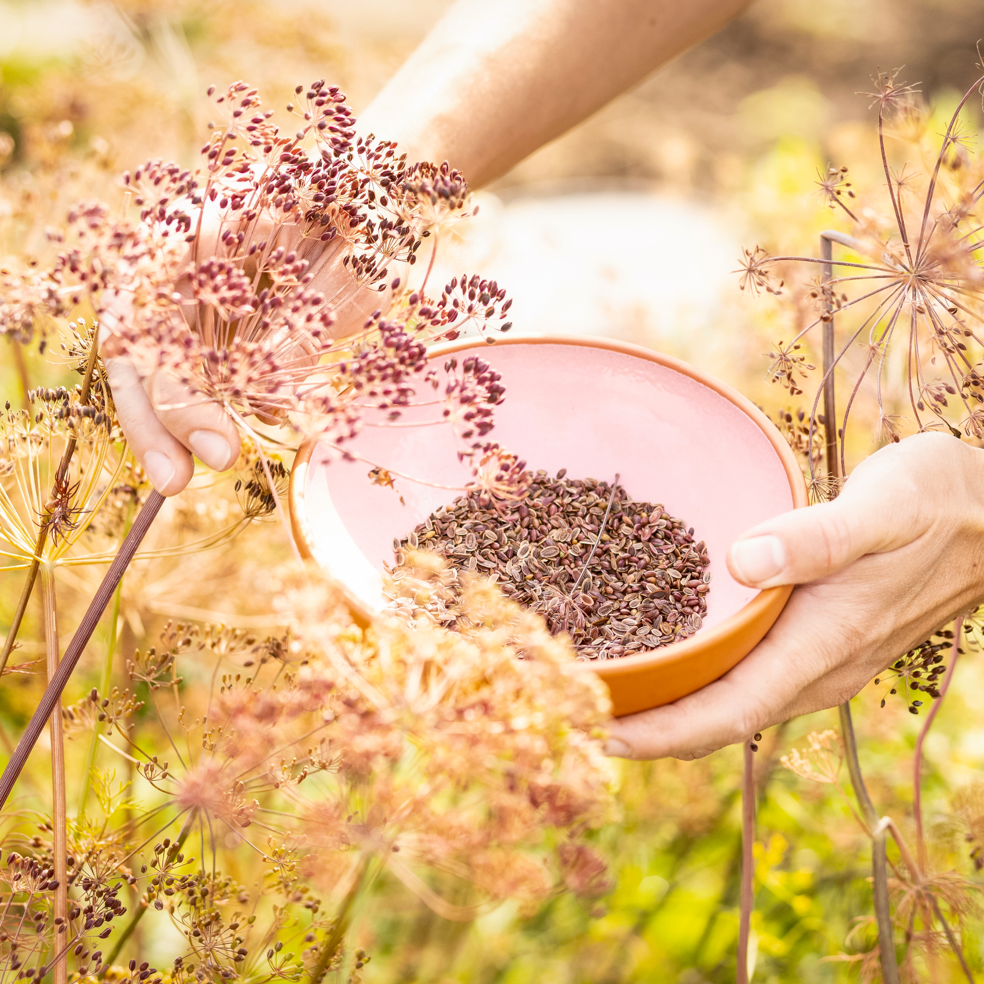 hands harvesting seeds from dill plants