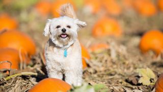 Homemade pumpkin dog treats: Small white dog stood in pumpkin field