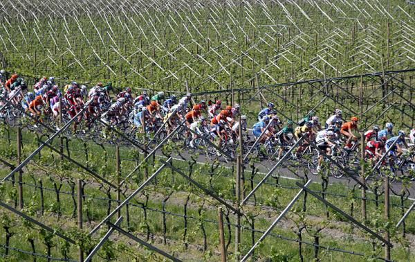 The Giro del Trentino peloton amidst a vineyard.