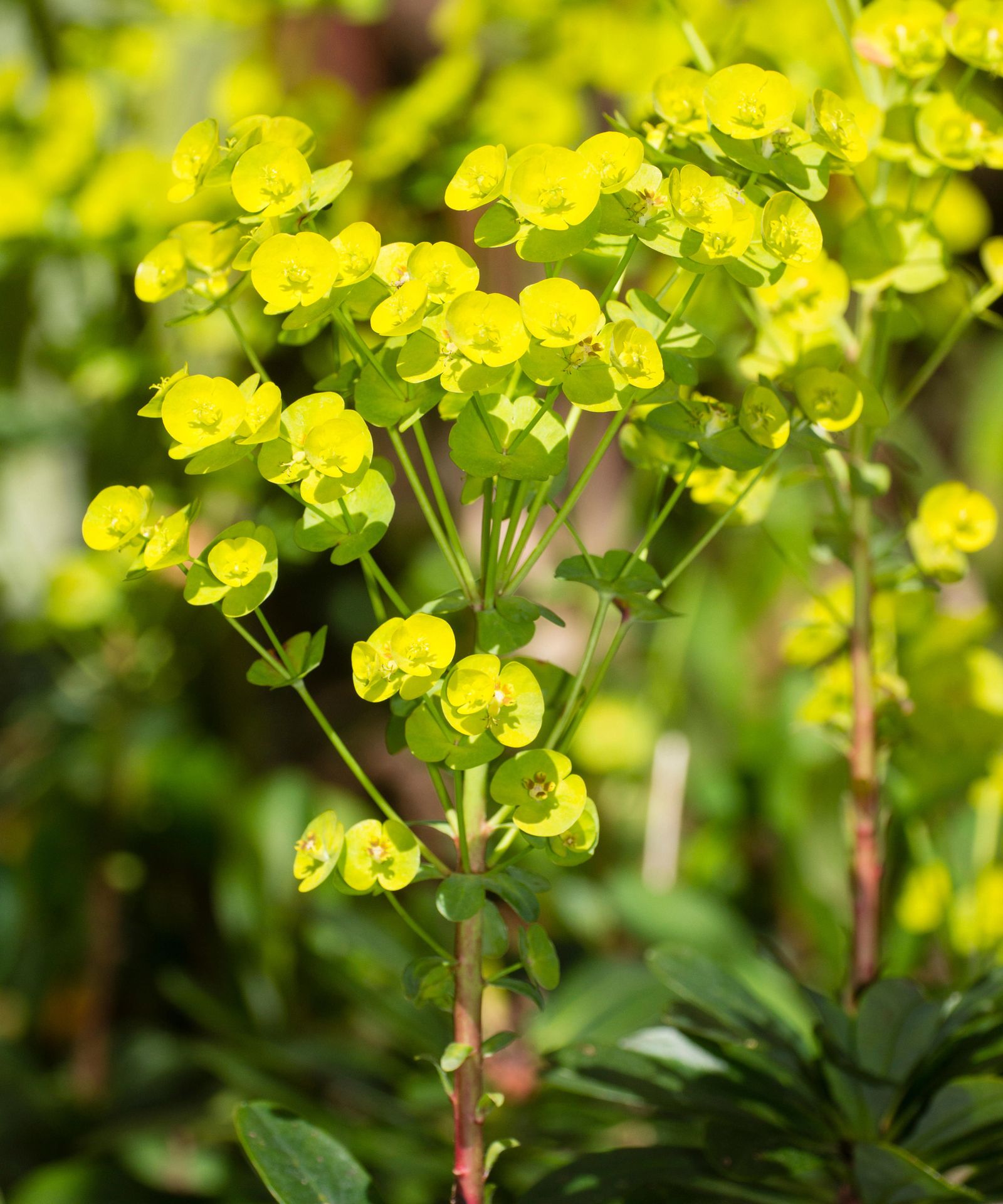 Types of euphorbia: 16 varieties for beds, borders and pots | Gardeningetc