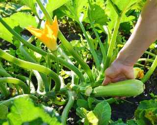 Feeling zucchini to test for ripeness before harvesting