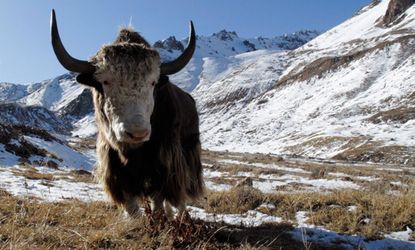 Yak