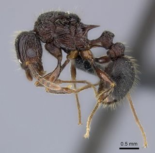 star wars, species, names, jedi ant