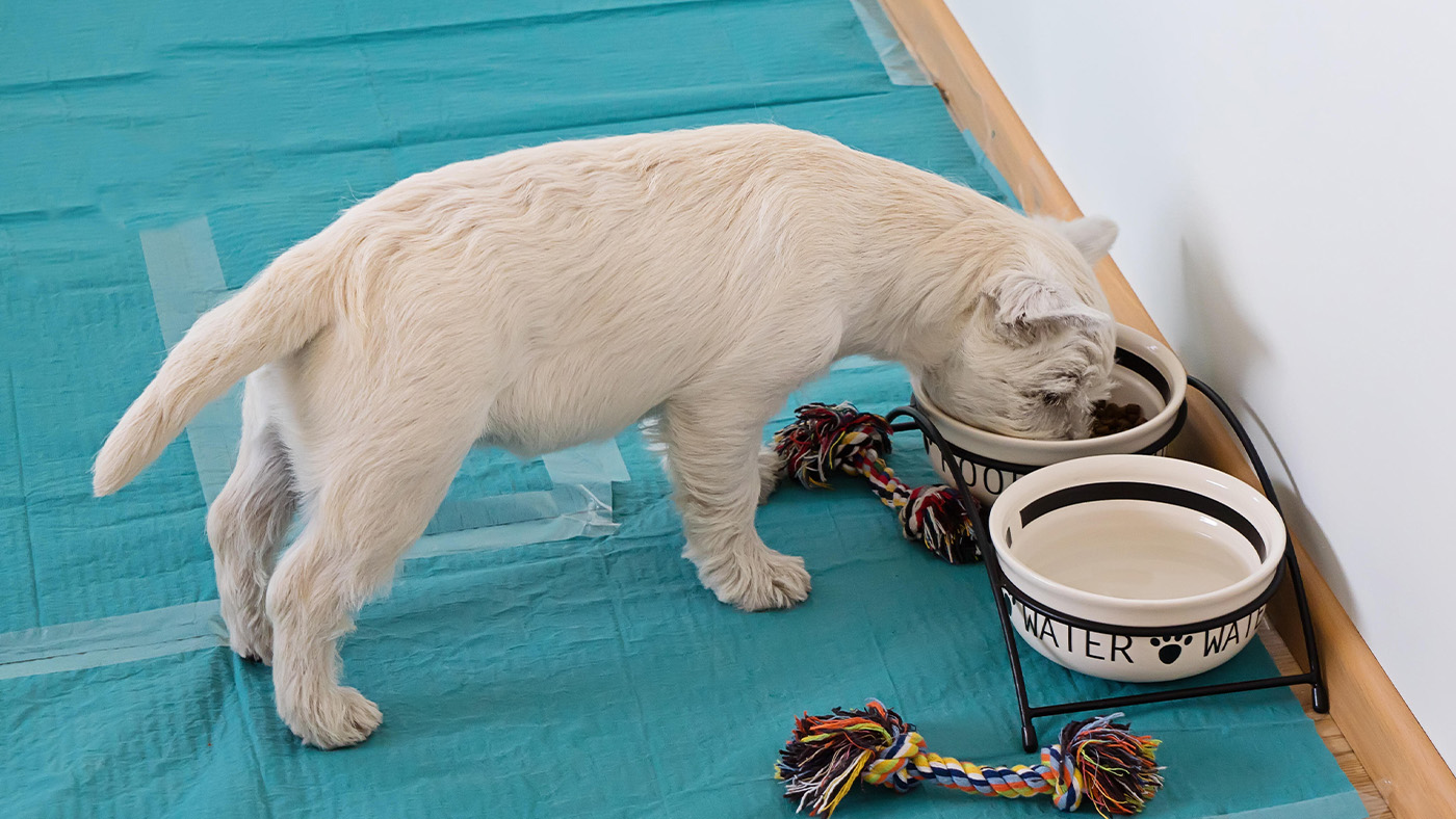 Puppy on training pads
