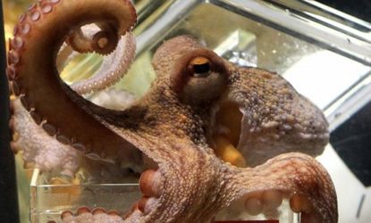 Chines filmmaker Jiang Xiao's forthcoming thriller 'Who Killed Paul the Octopus?' will unveil the "inside story behind the octopus miracle."